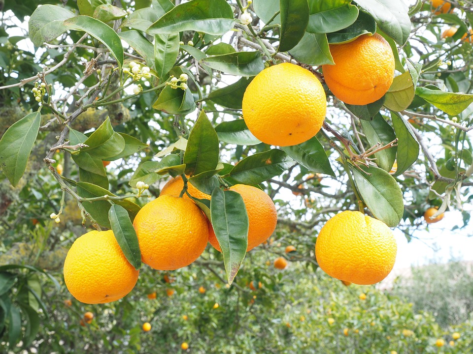 5 alimentos que introdujeron los musulmanes en la Península Ibérica