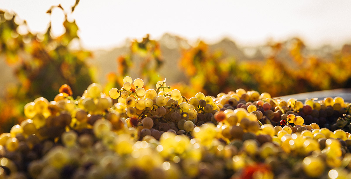 Devidavino es la web de VINOS en España (con mayúsculas) | mentta |