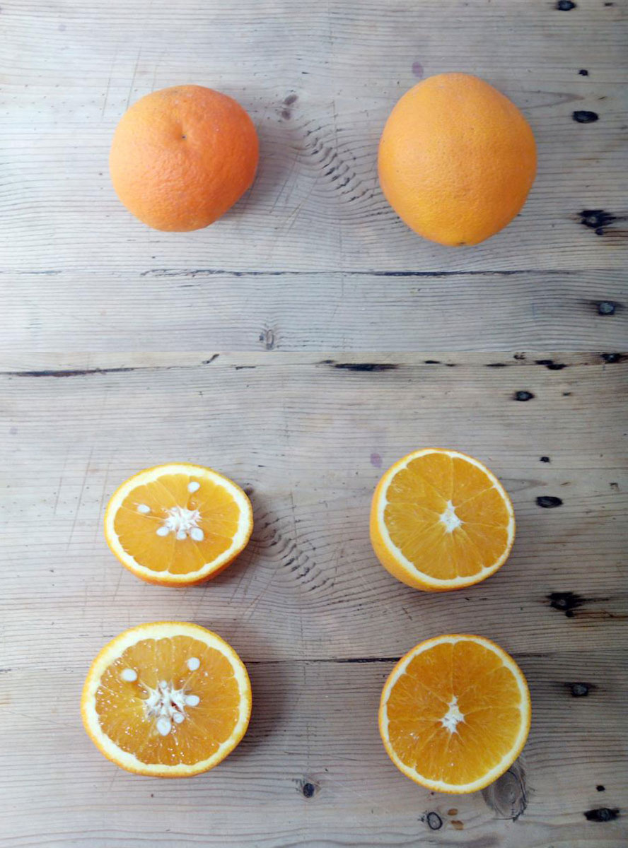 diferencias-entre-naranja-de-zumo-y-de-mesa