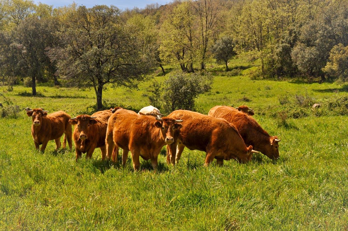 Vacas de la raza Limousine en Toledo