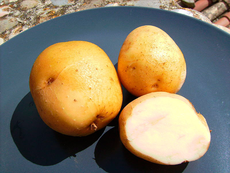 Tipos de patatas: Kennebec