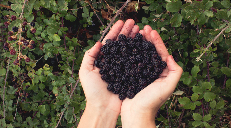 Moras silvestres de Mademi