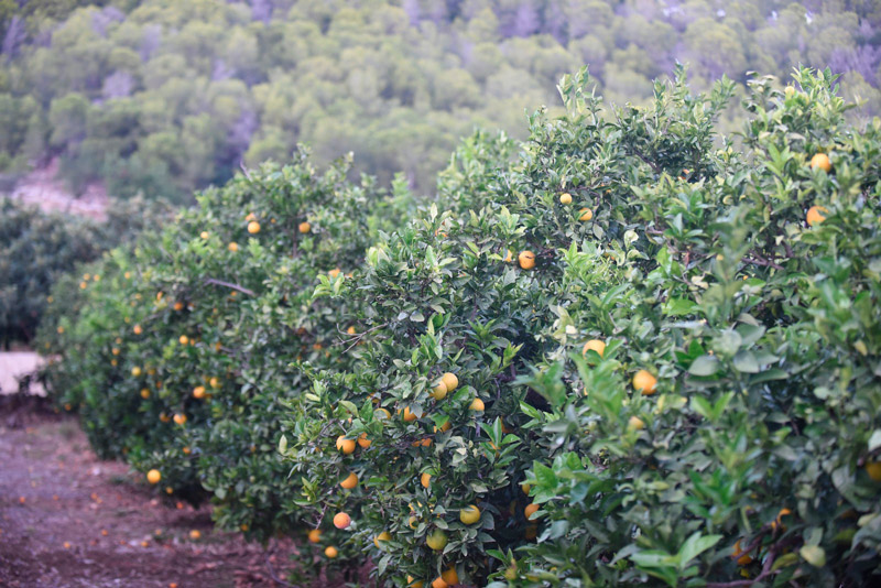 Campo de naranjas Tavernes