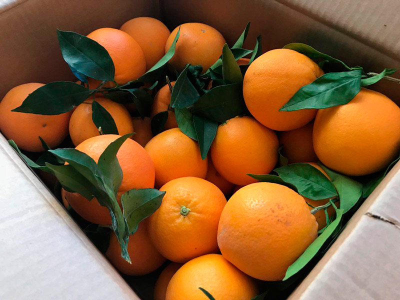 Caja de Naranjas de Valencia Tavernes